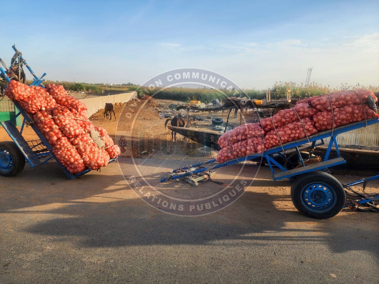 Lutte contre la criminalité transnationale: onze personnes arrêtées à ROSSO pour trafic illicite de produits agricoles - Image 1